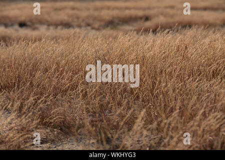 Bledow Wüste (Pustynia Bledowska) Fläche von Sands auf der Schlesischen Hochland in der Woiwodschaft Kleinpolen. Stockfoto