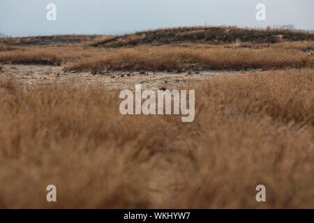 Bledow Wüste (Pustynia Bledowska) Fläche von Sands auf der Schlesischen Hochland in der Woiwodschaft Kleinpolen. Stockfoto