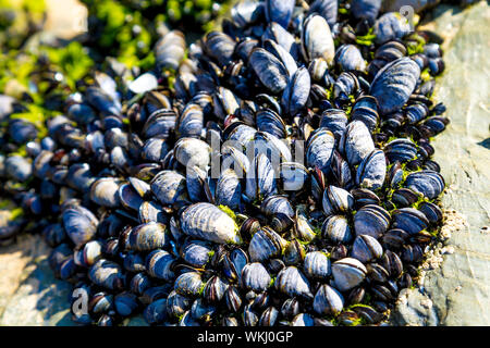 Miesmuscheln Muscheln klammerte sich auf Felsen am Strand, Bedruthan Steps, Cornwall, Großbritannien Stockfoto