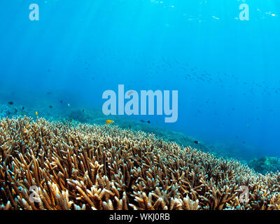 Unterwasserlandschaft Stockfoto