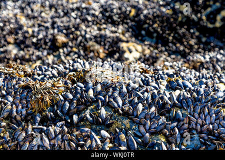 Miesmuscheln Muscheln klammerte sich auf Felsen am Strand, Bedruthan Steps, Cornwall, Großbritannien Stockfoto