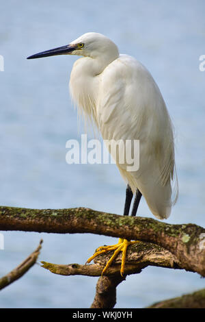 Seidenreiher, See Kandy, Kandy, Sri Lanka Stockfoto