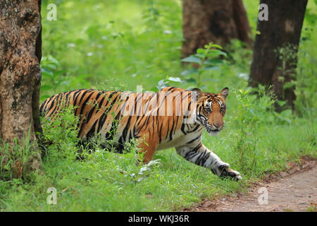 Royal Bengal Tiger walking im tiefen Wald Stockfoto