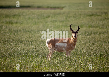 Pronghorn Antilope in einem Feld in ländlichen Saskatchean. Stockfoto