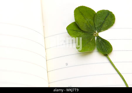 5 Leaf Clover und einen neuen Tag. Stockfoto