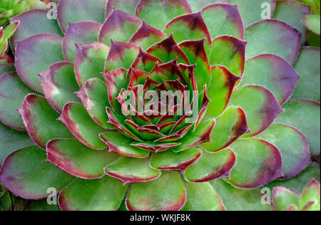 Sempervivum Hauswurz noir Pflanze, Norfolk, England Stockfoto