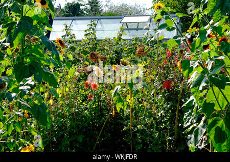 Blumen wachsen im Schrebergarten mit Gewächshaus, Norfolk, England Stockfoto