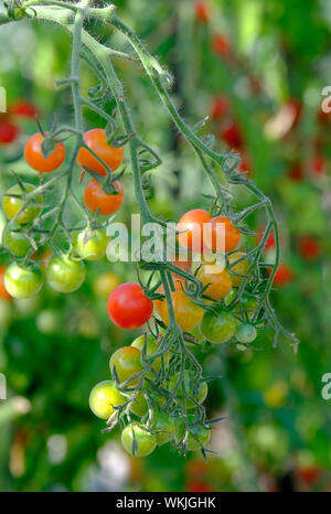 Kirsche Tomaten wachsen auf Reben im Gewächshaus, Norfolk, England