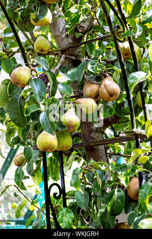 Comice Birnen Pyrus Communis 'Doyenné du Comice' auf schmiedeeisernen Anbau frame Stockfoto