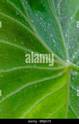 Regen Wassertropfen auf großes Blatt Stockfoto