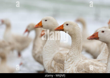 Viele weiße Gänse auf einem weißen Wiese im Winter bei Schnee. Tiere gemästet für Weihnachten braten Stockfoto