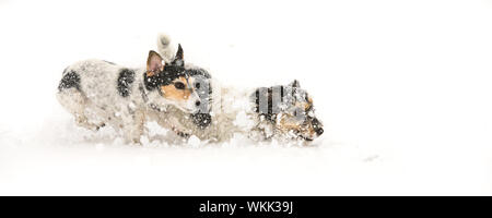 Jack Russell Terrier Hund im Schnee. lustige Hunde vor schneebedeckten Hintergrund ausgeführt werden Stockfoto