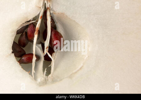 Nahaufnahme von frischen Reifen apple Core und Kernel. Geschnittenes Obst makro Bild mit Kopie Raum Text hinzuzufügen. Leer leer Mock-up Stockfoto