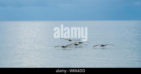 Pelikane fliegen über den Golf von Mexico, Sanibel Island, Florida Stockfoto