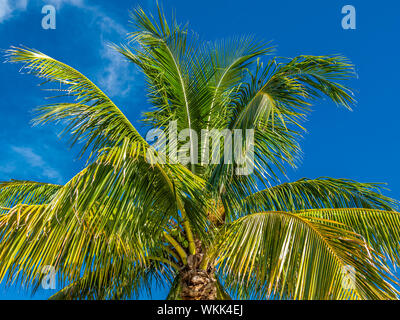 Palme vor einem tiefblauen Himmel Stockfoto
