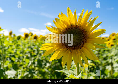 Single Sonnenblume in einem großen Feld mit Sonnenblumen im Sommer Stockfoto