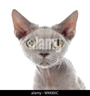 Devon Rex Katze vor weißem Hintergrund Stockfoto