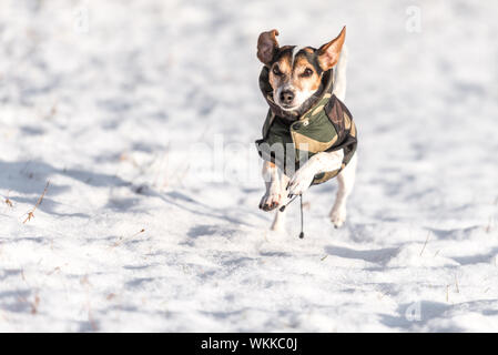 Kleiner Hund läuft über eine Wiese in den Schnee im Winter und trägt einen warmen Mantel - Süße Jack Russell Terrier Hund, 11 Jahre alt, Haarart glatt Stockfoto