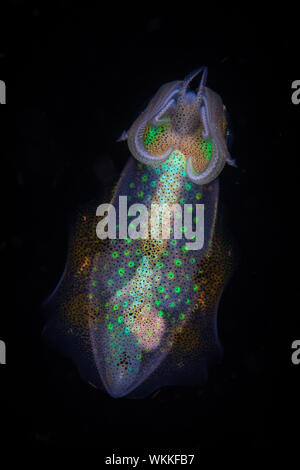 Eine bunte Bigfin reef Squid, Sepioteuthis lessoniana, schwebt über einem Schwamm auf einem Riff in Indonesien. Dieses kleine Squid ist sehr häufig in der Nähe von Korallenriffen. Stockfoto