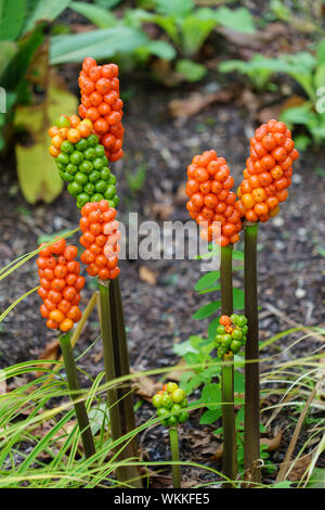 Arum italicum mit dicht gepackten Orangen- und Grünbeeren, einer der giftigsten Pflanzen Großbritanniens. Stockfoto