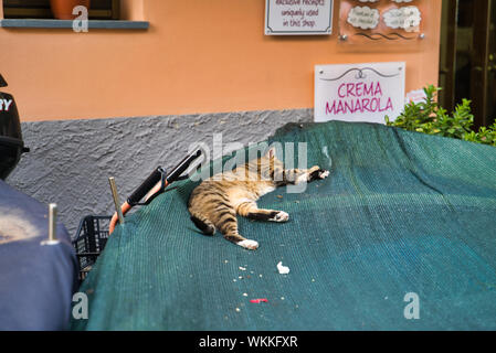 Ligurien, Italien - 17. August 2019: Katze schläft in einem Boot in der Nähe des Cafe. Feline Siesta. Angebot auf dem Namensschild Krematorium Manarola Stockfoto