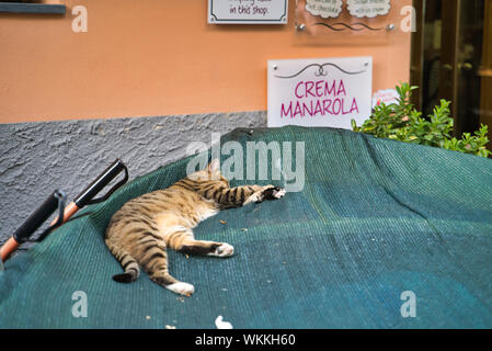 Ligurien, Italien - 17. August 2019: Katze schläft in einem Boot in der Nähe des Cafe. Feline Siesta. Angebot auf dem Namensschild Krematorium Manarola Stockfoto