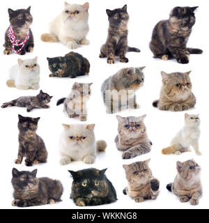 Exotic Shorthair Katzen vor einem weißen Hintergrund Stockfoto