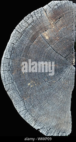 Isoliert die Hälfte des alten Holzes slice Textur Stockfoto