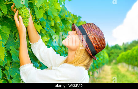 Woman pluck grape Stockfoto