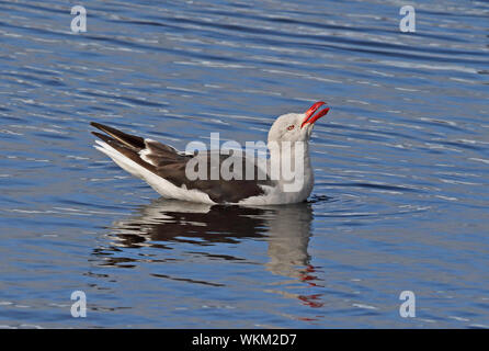 Dolphin Möwe (Larus scoresbii) Erwachsenen auf dem Meer trinken Tierra del Fuego, Chile Januar Stockfoto