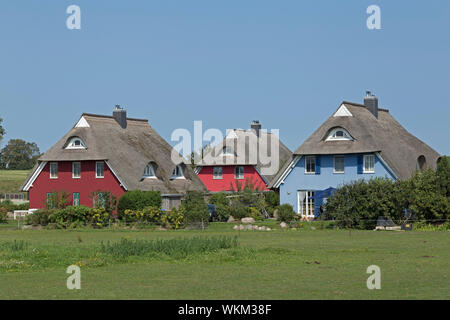 Reetgedeckte Häuser, Ahrenshoop, Mecklenburg-Vorpommern, Deutschland Stockfoto