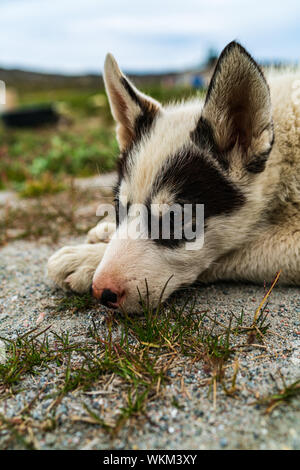 Grönland Hund - ein Husky Schlittenhund Welpe in Ilulissat in Grönland. Juvenile Dog Sled Dog niedlich und liebenswert, Kamera im Sommer Natur Landschaft auf Grönland. Stockfoto