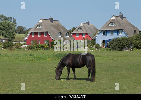 Pony und reetgedeckten Häusern, Ahrenshoop, Mecklenburg-Vorpommern, Deutschland Stockfoto