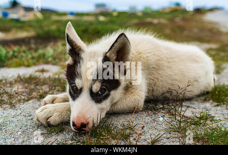 Grönland Hund - ein Husky Schlittenhund Welpe in Ilulissat in Grönland. Juvenile Dog Sled Dog niedlich und liebenswert, Kamera im Sommer Natur Landschaft auf Grönland. Stockfoto