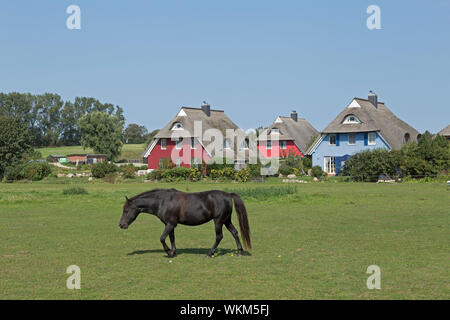 Pony und reetgedeckten Häusern, Ahrenshoop, Mecklenburg-Vorpommern, Deutschland Stockfoto