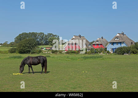 Pony und reetgedeckten Häusern, Ahrenshoop, Mecklenburg-Vorpommern, Deutschland Stockfoto