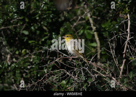 Weibchen der Südlichen maskierte Weaver (Ploceus velatus) an Boknes, östliches Kap, Südafrika Stockfoto