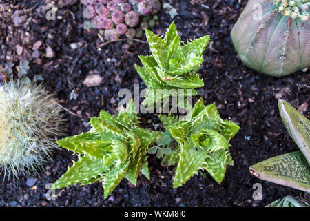 Aloe juvenna Anlage Stockfoto