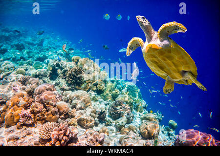 Echte Karettschildkröte - schwebt Eretmochelys Imbricata unter Wasser. Malediven Indischer Ozean Korallenriff. Stockfoto