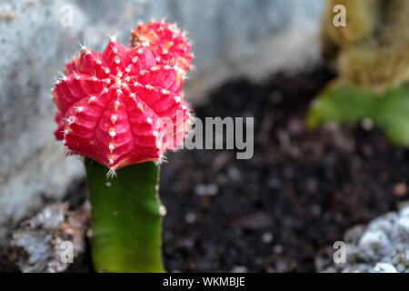 Red moon, Gymnocalycium mihanovichii, kaktus Stockfoto