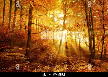 Morgen Dunst in den Wald, goldenes Licht, Sonnenstrahlen durch die herbstlichen Laub, Harz, Sachsen-Anhalt, Deutschland Stockfoto