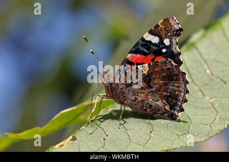 Red Admiral (Vanessa atalanta) sitzt mit geschlossenen Flügeln auf Blatt, Schleswig-Holstein, Deutschland Stockfoto