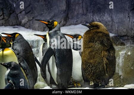 Kaiserpinguine (Aptenodytes forsteri) mit jungen Tier, Captive, Osaka Aquarium Kaiyukan, Osaka, Japan Stockfoto