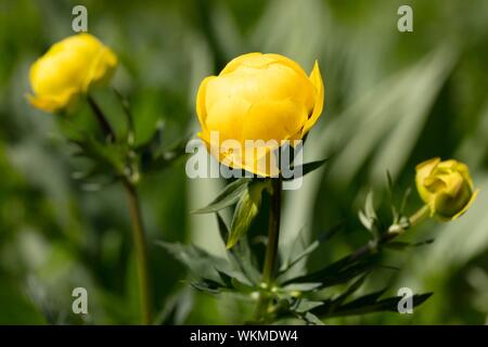 Globeflower (Trollius europaeus), Deutschland Stockfoto