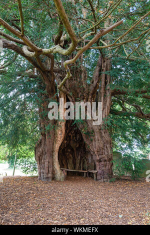 Alte Eibe im Kirchhof der St. Bartholomäus Kirche, viel Marcle, Herefordshire, England Stockfoto