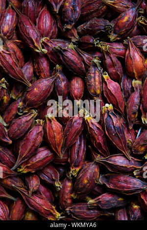 trockenen Roselle Blume Stockfoto