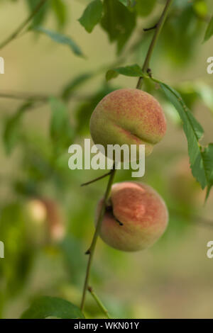 Pfirsiche vor der Ernte, hängen an ihrem Baum. Stockfoto