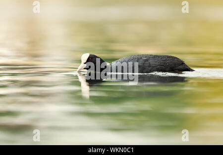 Nahaufnahme des Eurasischen Blässhuhn (Fulica atra), die in einem Teich. Stockfoto