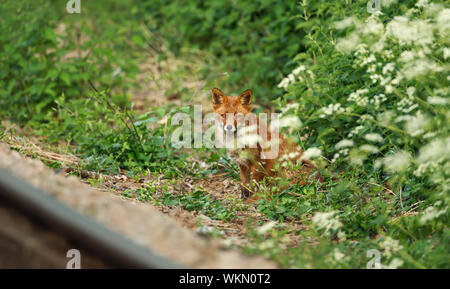 Red Fox (Vulpes vulpes), um einen Rail Track im Sommer, UK. Stockfoto