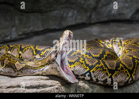 Netzpython (Malayopython reticulatus/Python reticulatus) nonvenomous constrictor Schlange heimisch in Süd-/Südostasien mit weit geöffneten Mund Stockfoto